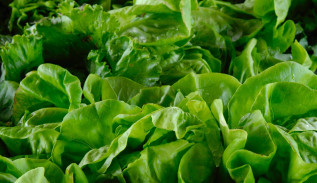 Keeping your greens fresh