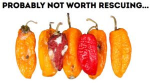 Picture of moldy peppers with the caption "probably not worth rescuing..."