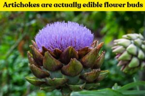 Photo of a growing artichoke plant with the caption "Artichokes are actually edible flower buds"