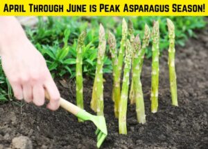 Image of asparagus in a garden with the caption "April Through June is Peak Asparagus Season!"