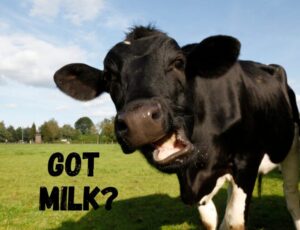 Image of a cow with the caption "Got Milk?"